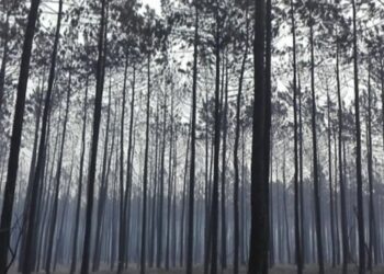 Dos 31 mortos confirmados até agora nos incêndios de ontem e hoje, nenhum se verificou na região de Leiria