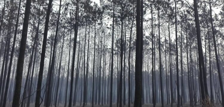 Dos 31 mortos confirmados até agora nos incêndios de ontem e hoje, nenhum se verificou na região de Leiria