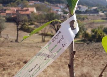 Ferraria de São João procura padrinhos para “árvores inimigas do fogo”