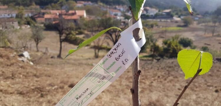 Ferraria de São João procura padrinhos para “árvores inimigas do fogo”