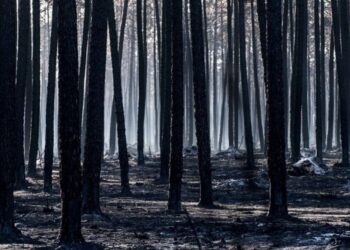 Gestão do Pinhal de Leiria: privados, Município ou tudo na mesma?