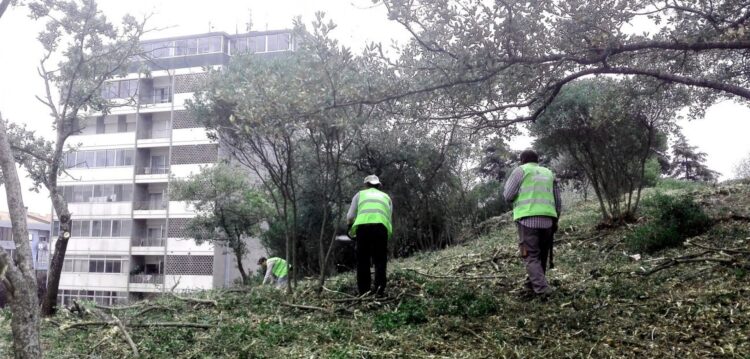 Moradores dos Capuchos denunciam “desmatação de flora autóctone” no bairro à GNR