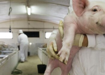 Nascido, criado e abatido em Portugal? Pode ser ‘porco.pt’