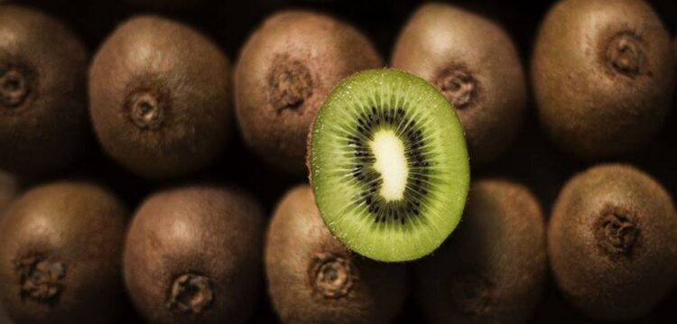 Negócio do kiwi incentiva novos pomares e agricultores em Pombal