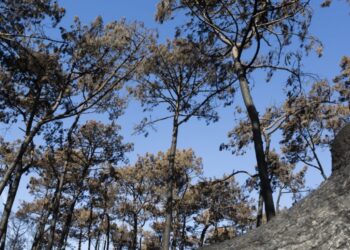 Pinhal de Leiria, ou Como o Verde se Transmutou em Preto