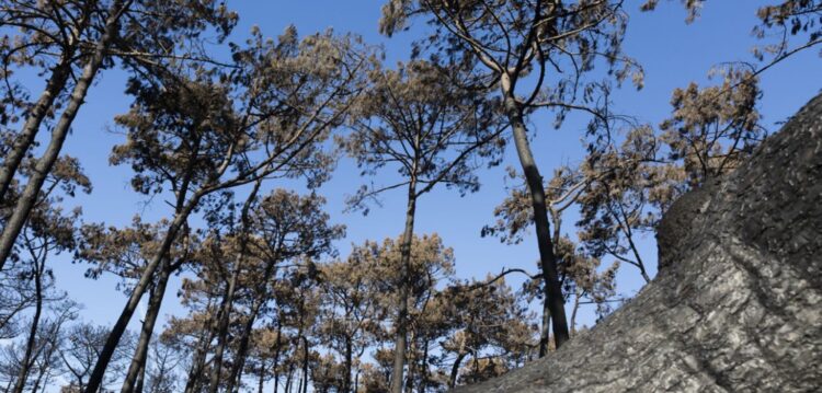 Pinhal de Leiria, ou Como o Verde se Transmutou em Preto