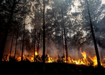 Três focos de incêndio mobilizam cinco meios aéreos no Coimbrão