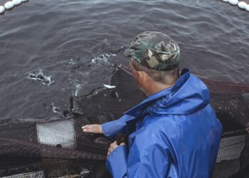 Cada pescador de sardinha vai receber 960 euros por paragem de 30 dias