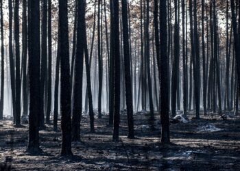 Cidadãos exigem medidas concretas para Pinhal de Leiria