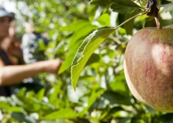 Distrito já exportou 29,3 milhões de euros em frutas este ano