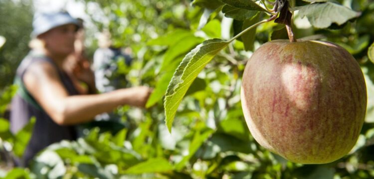 Distrito já exportou 29,3 milhões de euros em frutas este ano