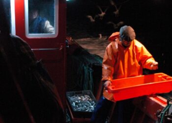 Pescadores dizem que suspender captura de sardinha não tem fundamento