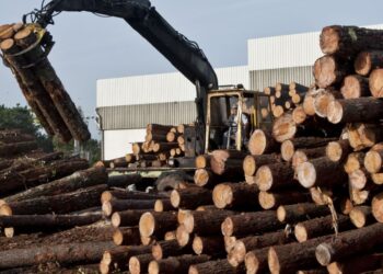 Prejuízos com madeira queimada somam 360 milhões de euros