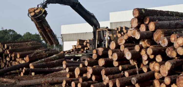 Prejuízos com madeira queimada somam 360 milhões de euros