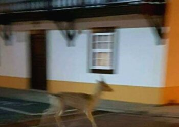 Veado desorientado e em busca de alimento no centro de São Pedro de Moel