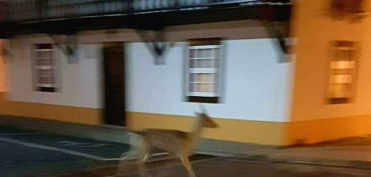 Veado desorientado e em busca de alimento no centro de São Pedro de Moel