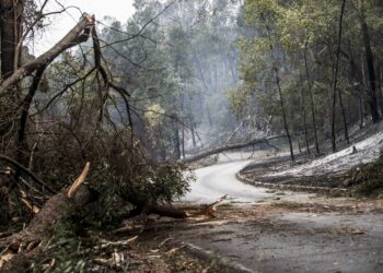 Estradas florestais da Marinha Grande encerradas por risco de queda de árvores