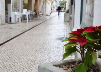 Jardins públicos da Marinha Grande vandalizados
