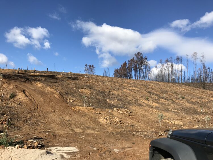 Passeio todo-o-terreno vai servir para arrancar acácias em Pedrógão Grande