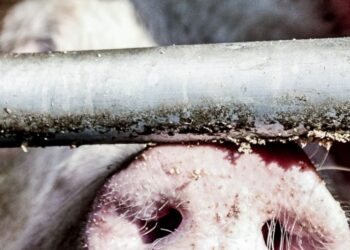 Suiniculturas: 9,1 milhões deitados pelo esgoto com abandono da ETES
