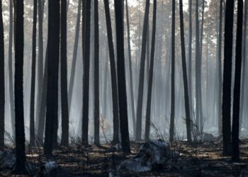 Ambientalistas da Zero vão plantar mil sobreiros na Mata Nacional de Leiria