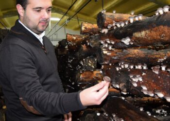 Antiga pecuária produz agora cogumelos e fruta desidratada