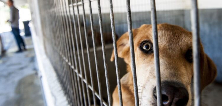 Cães selvagens da Marinha Grande podem ser ‘exportados’ para Alemanha