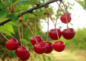 Estado propõe certificar licores de Óbidos e Alcobaça feitos com ginja de qualquer origem