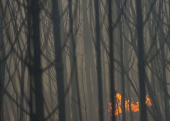 Madeira ardida no Pinhal do Rei e noutras matas vai render milhão e meio de euros