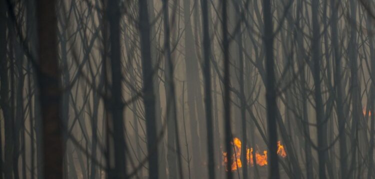 Madeira ardida no Pinhal do Rei e noutras matas vai render milhão e meio de euros