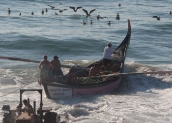 ONG’s defendem urgência em aumentar ‘stock’ da sardinha acima dos “limites de segurança”