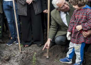 Pinhal de Leiria precisa de milhões de árvores, incluindo sobreiros