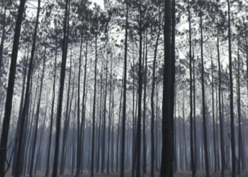 Pombal defende que matas nacionais devem ser reequacionadas para turismo
