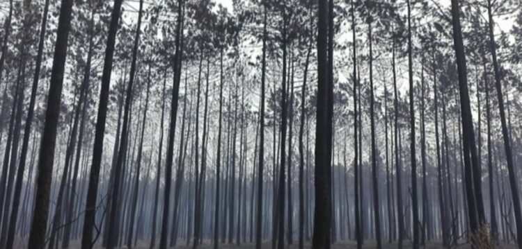 Pombal defende que matas nacionais devem ser reequacionadas para turismo