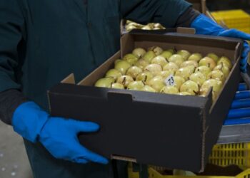 Exportações de fruta do distrito subiram 32% no ano passado