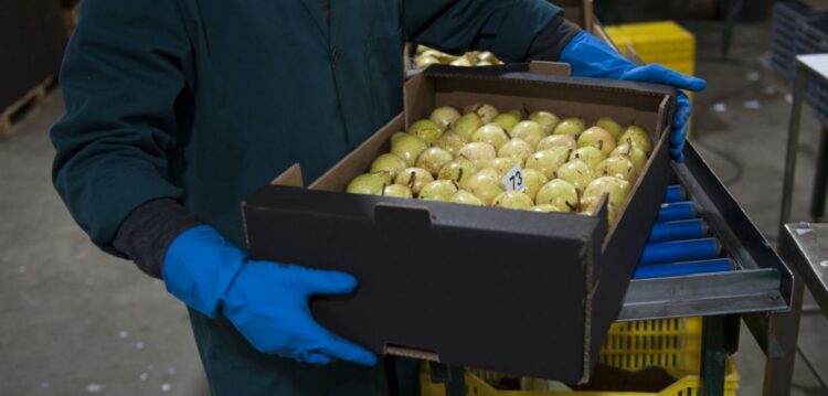 Exportações de fruta do distrito subiram 32% no ano passado
