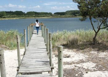Incêndio ajuda a requalificar Lagoa de Ervedeira