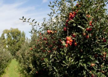Produtores de Maçã de Alcobaça querem “mini-Alqueva” no Oeste