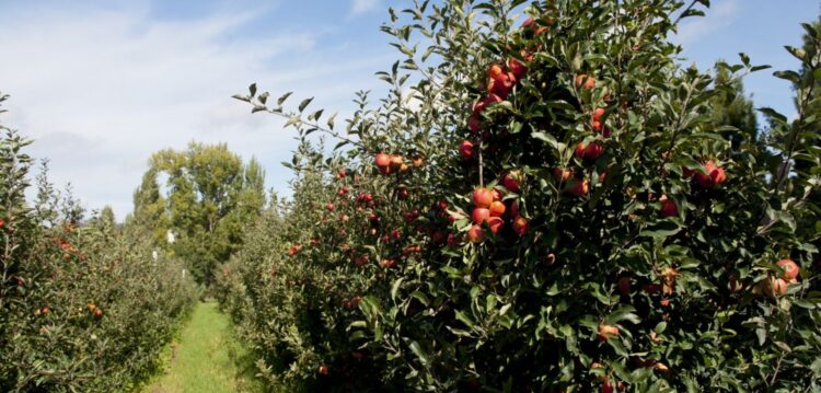 Produtores de Maçã de Alcobaça querem “mini-Alqueva” no Oeste