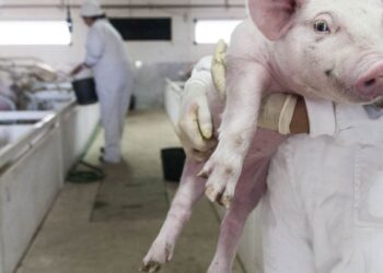 ASAE apreende 78 carcaças de animais por abate clandestino