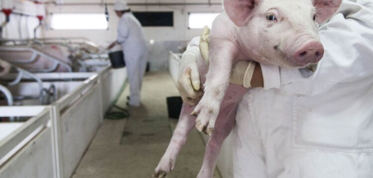 ASAE apreende 78 carcaças de animais por abate clandestino