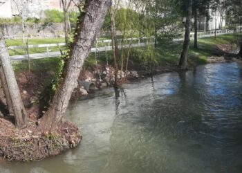 Limpeza nas margens do Rio Lis criticada pela Oikos