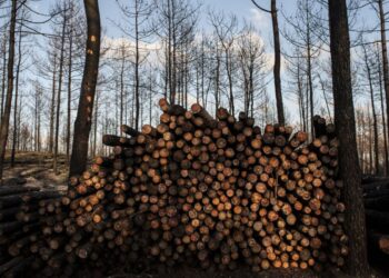 Madeira do Pinhal de Leiria foi a mais disputada no leilão de Viseu