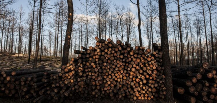 Madeira do Pinhal de Leiria foi a mais disputada no leilão de Viseu