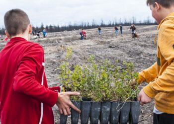 Pinhal de Leiria já tem 510 mil árvores plantadas