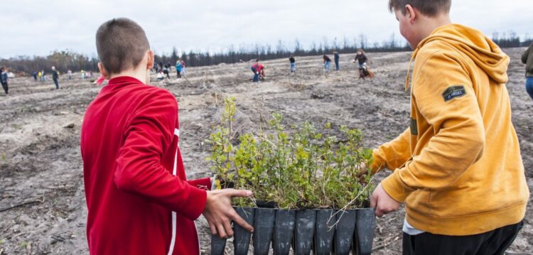 Pinhal de Leiria já tem 510 mil árvores plantadas
