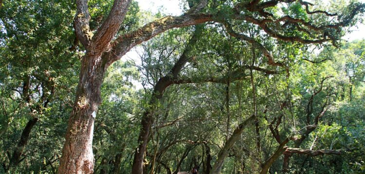 Matas municipais: tesouros verdes nas vilas e cidades da região