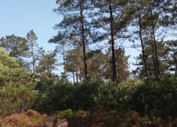 Pinhal de Leiria ainda por limpar na maioria das zonas não ardidas