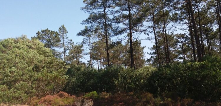 Pinhal de Leiria ainda por limpar na maioria das zonas não ardidas