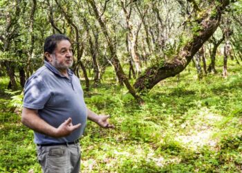 Zona industrial vai sacrificar dezenas de azinheiras e sobreiros em Alvaiázere